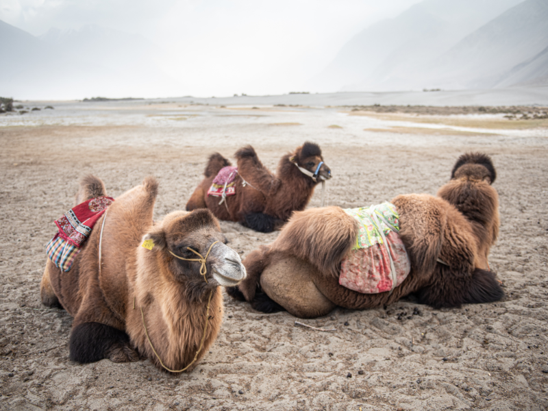 Leh Nubra Pangong 5 Nights Tour